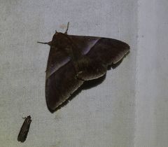 Parallelia correctata