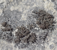 Scytinium schraderi