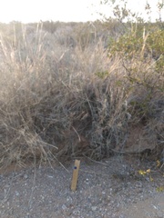 Sporobolus flexuosus