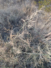 Sporobolus flexuosus