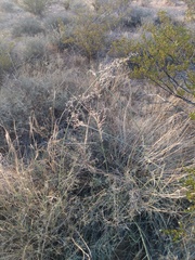 Sporobolus flexuosus