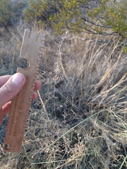 Sporobolus flexuosus