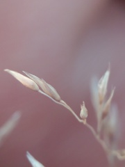 Sporobolus flexuosus