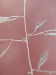 Sporobolus flexuosus