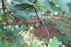 Arbutus xalapensis