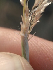 Sporobolus flexuosus