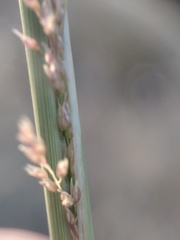 Sporobolus flexuosus