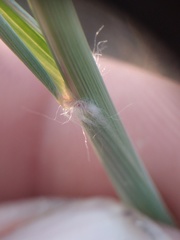 Sporobolus flexuosus