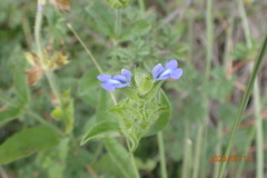 Salvia hirsuta