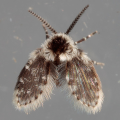 Lepiseodina conspicua