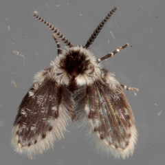 Lepiseodina conspicua