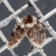 Lepiseodina conspicua