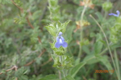 Salvia hirsuta