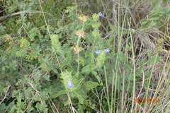Salvia hirsuta