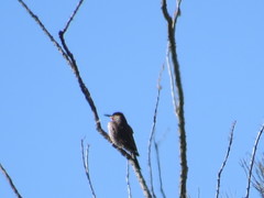 Colaptes