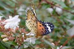 Argynnis hyperbius