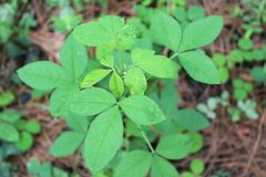 Crotalaria micans