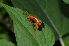 Hymenoptera