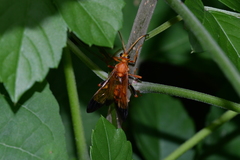 Hymenoptera