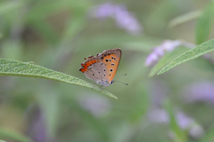 Lycaena phlaeas daimio