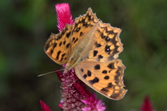 Polygonia c-aureum