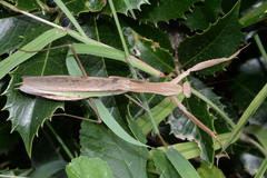 Tenodera sinensis