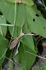 Tenodera sinensis