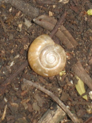 Zonitidae