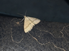 Scopula lydia