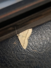 Scopula lydia