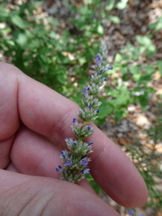Agastache wrightii