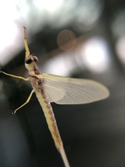 Pentagenia vittigera