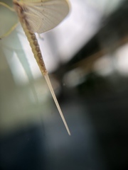 Pentagenia vittigera