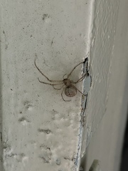 Cryptachaea gigantipes