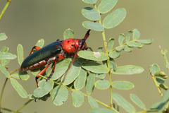 Stenaspis verticalis insignis