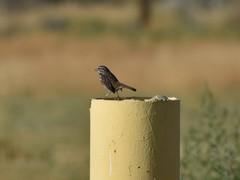 Melospiza melodia