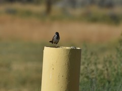 Melospiza melodia