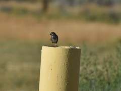 Melospiza melodia