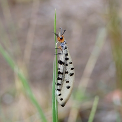 Myrmeleon erythrocephalus