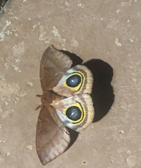 Automeris io