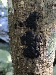 Collema rugosum