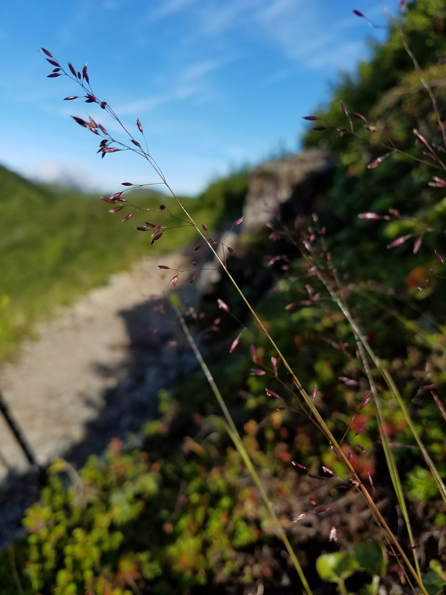 Podagrostis humilis