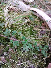 Acaena