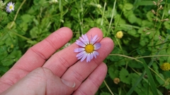 Astranthium ciliatum