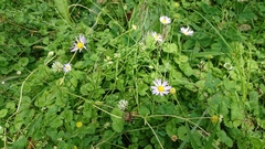 Astranthium ciliatum