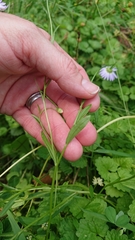 Astranthium ciliatum