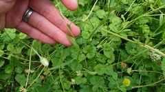 Astranthium ciliatum