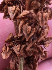 Rumex triangulivalvis