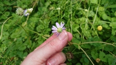 Astranthium ciliatum