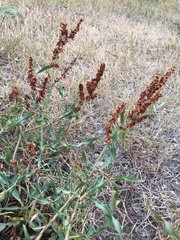 Rumex triangulivalvis